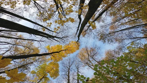 Autumn in the forest. Bottom view of trunks and crowns of the trees. Stock Footage 166175473