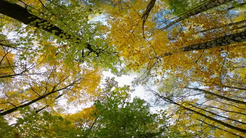 Autumn in the forest. Bottom view of trunks and crowns of the trees. Stock Footage 166175488