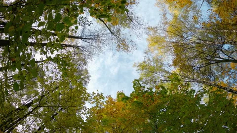 Autumn in the forest. Bottom view of trunks and crowns of the trees. Stock Footage 166175588