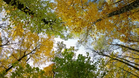 Autumn in the forest. Bottom view of trunks and crowns of the trees. Stock Footage 166175660