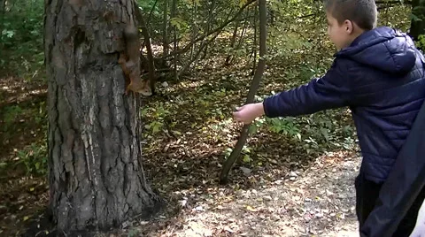 Autumn in the forest - Boy feeds a squirrel in the park Stock Footage 67849102