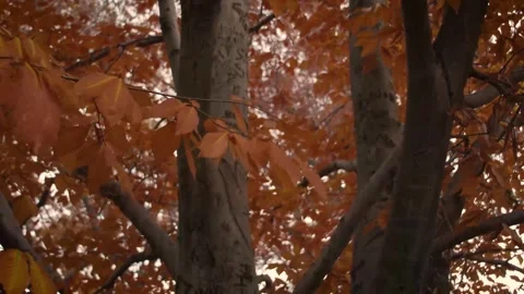 Autumn Forest Branches with Falling Leaves Stock Footage 346189909