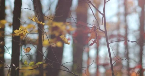 Autumn Forest Branches with Leaves, static shot Stock Footage 66824749
