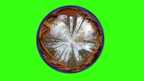 Autumn forest. Camera rotates from a low angle, fisheye lens, green screen Stock Footage 313679555