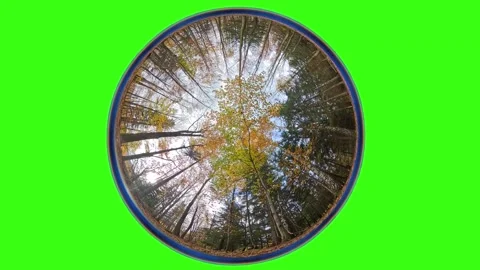 Autumn forest. Camera rotates from a low angle, fisheye lens, green screen Stock Footage 313679775