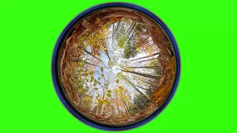 Autumn forest. Camera rotates from a low angle, fisheye lens, green screen Stock Footage 313679925