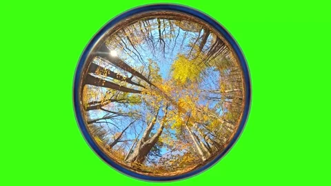Autumn forest. Camera rotates from a low angle, fisheye lens, green screen Stock Footage 314798931