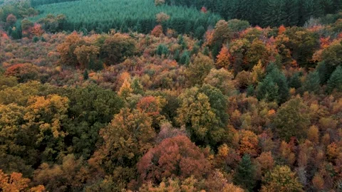Autumn Forest Canopy Flight Forest of Dean Aerial Shot Stock Footage 321448936