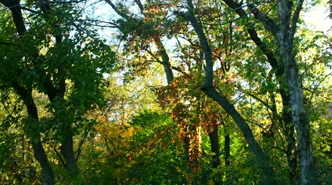 Autumn Forest Canopy Stock Footage 43224628