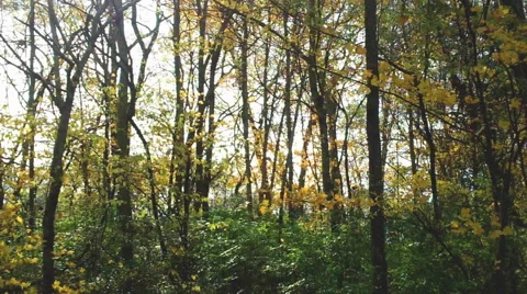 Autumn Forest Canopy Stock Footage 43913373