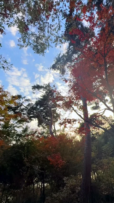 Autumn forest canopy glows with red foliage as clouds move across blue sky. Low Stock Footage 343476529