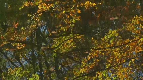 Autumn Forest Canopy Swaying in Gentle Breeze Stock Footage 346196142