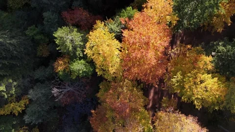 Autumn forest canopy top down aerial Rila Bulgaria Stock Footage 338223742