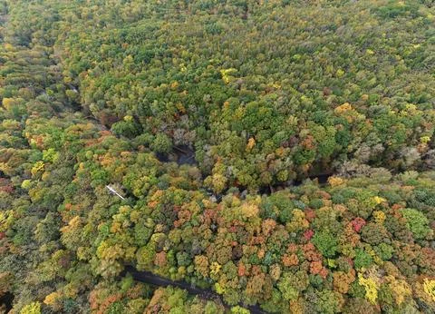 Autumn Forest Canopy Top-Down Panoramic Aerial in Jilin Stock Photos