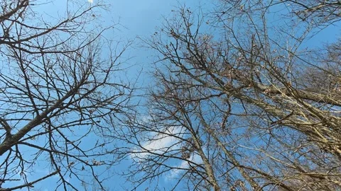 Autumn Forest Canopy View – Walking Through Trees in 4K Vidéo 331279955