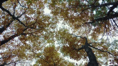 Autumn Forest Canopy Viewed From Below Video stock 327464372