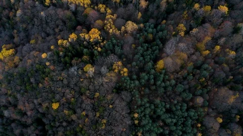 Autumn forest captured from sky Video stock 120012477