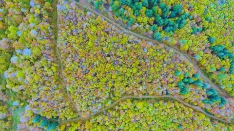 Autumn forest in the Carpathians, copter. Stock Footage 170759062