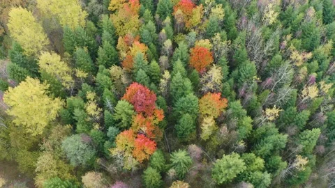 Autumn forest in the Carpathians, copter. Stock Footage 170759252