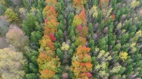 Autumn forest in the Carpathians, copter. Video stock 170759329