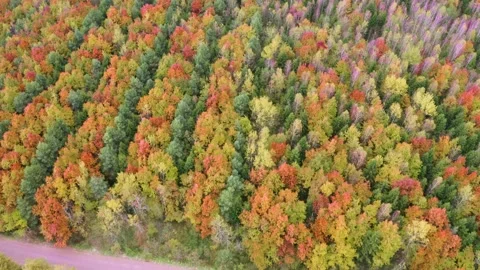 Autumn forest in the Carpathians, copter. Stock Footage 170759442
