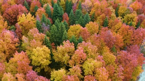 Autumn forest in the Carpathians, copter. Stock Footage 170759723