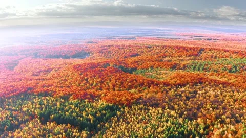 Autumn forest in the Carpathians, copter. Stock Footage 170912970