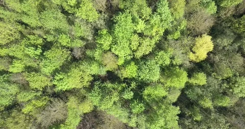  autumn forest in the Catalan Pyrenees Stock Footage 220785429