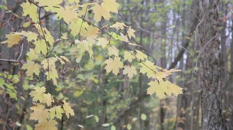 Autumn forest on a cloudy day Stock Footage 56083238