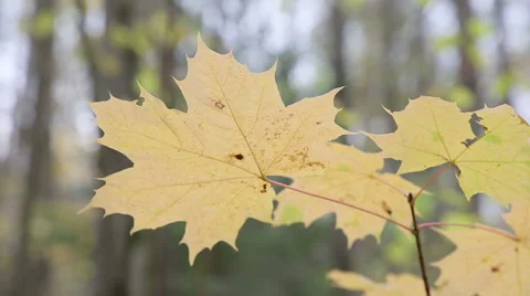 Autumn forest on a cloudy day Stock Footage 56089515