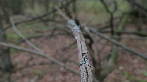 Autumn forest on a cloudy day Stock Footage 56137375