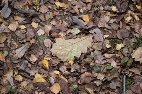 Autumn forest on a cloudy day Stock-Fotos