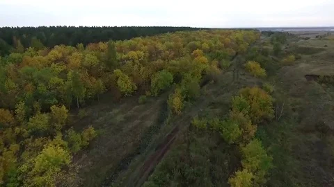 Autumn forest cloudy Stock Footage 69286553