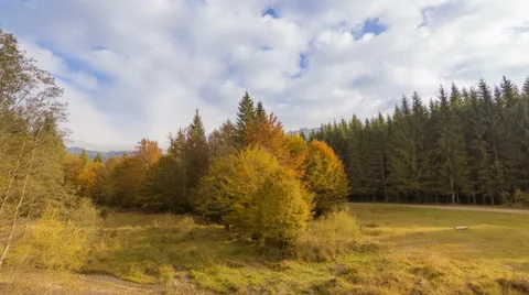 Autumn forest  with cloudy sky Stock Footage 68758406