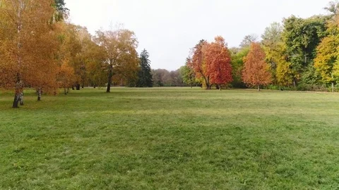 Autumn forest, colored trees Vídeo Stock 81562937