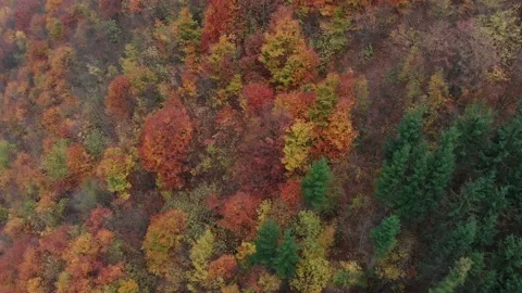 Autumn Forest Colours Stock Footage 132208525