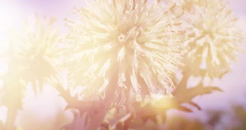 Autumn Forest at Dawn. Plants Close-up. Autumn Motives. Sunny Background Stock Footage 137910802