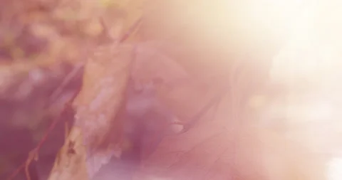 Autumn Forest at Dawn. Plants Close-up. Autumn Motives. Sunny Background Video stock 137910896
