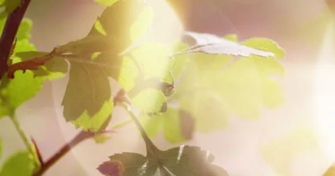 Autumn Forest at Dawn. Plants Close-up. Autumn Motives. Sunny Background Vídeos de archivo 137911401