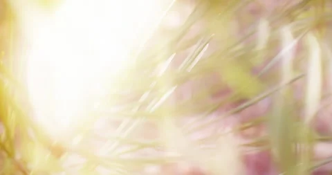 Autumn Forest at Dawn. Plants Close-up. Autumn Motives. Sunny Background Vídeo Stock 137911472