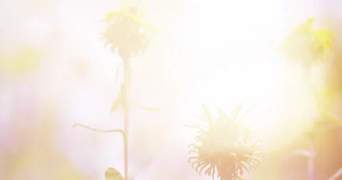Autumn Forest at Dawn. Plants Close-up. Autumn Motives. Sunny Background Stock-Footage 137911528