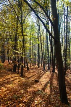 Autumn forest, deciduous beech trees, Chriby, Czechia Stock Photos
