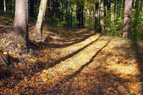 Autumn forest, deciduous beech trees woodland, Chriby Stock Photos