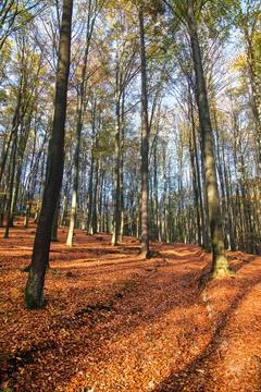 Autumn forest, deciduous beech trees woodland, Chriby Stock Photos
