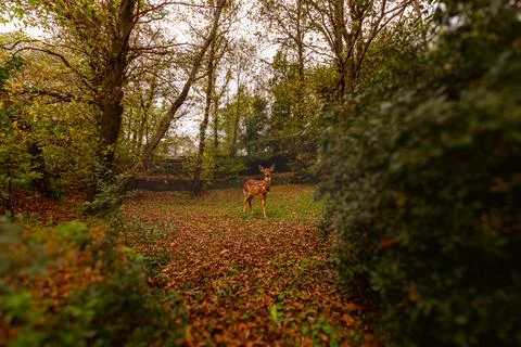 Autumn Forest Deer Stock-Fotos