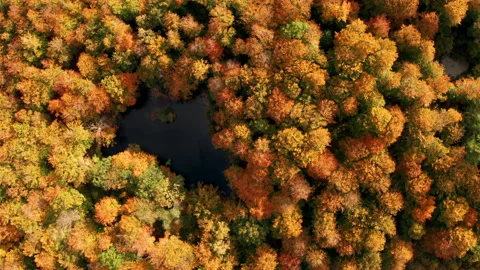 Autumn forest in Denmark Stock Footage 164687096