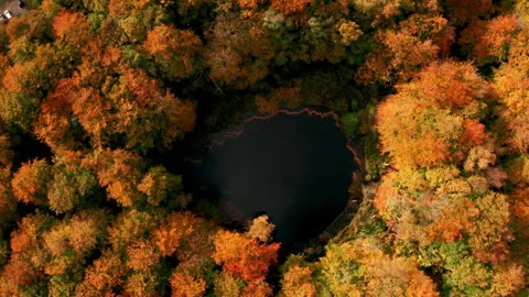 Autumn forest in Denmark Stock Footage 164690022