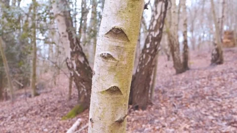 Autumn Forest Details: Rough Bark, Fallen Leaves &amp; Path Stock Footage 346196328