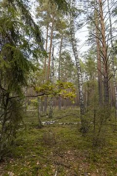Autumn forest with different trees and shrubs, wild forest with different p.. Stock Photos
