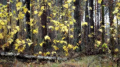 Autumn forest distortion Video stock 142772289